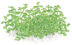 Micranthemum Tweediei 'Monte Carlo'