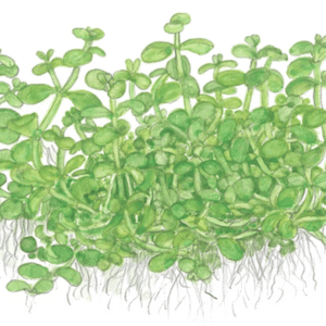 Micranthemum Tweediei 'Monte Carlo'