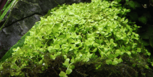 Micranthemum Tweediei 'Monte Carlo'