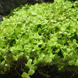 Micranthemum Tweediei 'Monte Carlo'