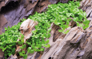 Micranthemum Tweediei 'Monte Carlo'