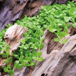 Micranthemum Tweediei 'Monte Carlo'