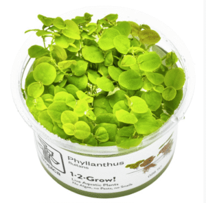 Captura de Pantalla 2025-04-06 a la(s) 20.59.43 Phyllanthus Fluitans