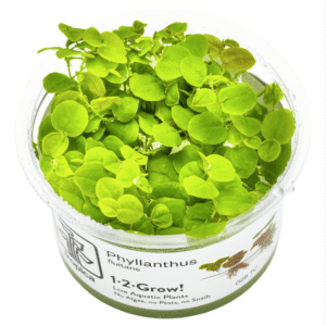 Captura de Pantalla 2025-04-06 a la(s) 20.59.43 Phyllanthus Fluitans