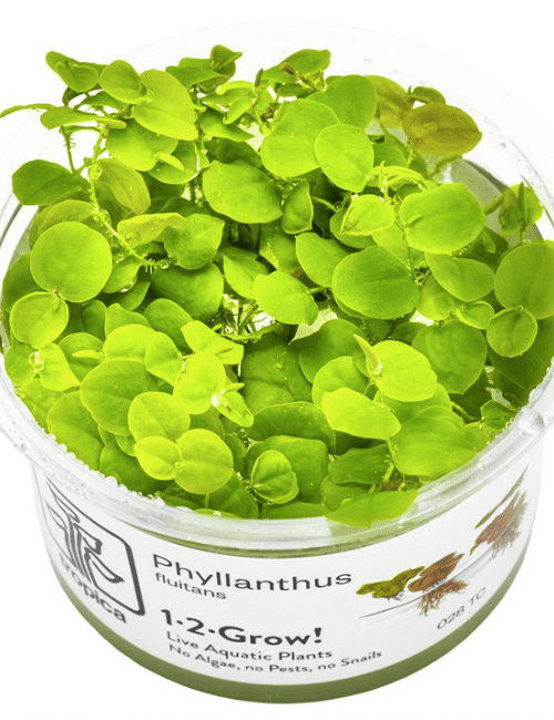 Phyllanthus Fluitans