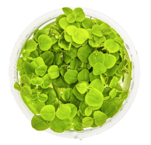 Captura de Pantalla 2025-04-06 a la(s) 20.59.51 Phyllanthus Fluitans