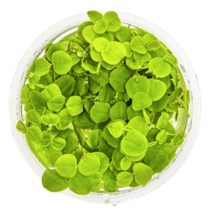 Captura de Pantalla 2025-04-06 a la(s) 20.59.51 Phyllanthus Fluitans