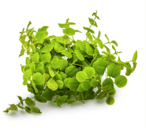 Captura de Pantalla 2025-04-06 a la(s) 20.59.58 Phyllanthus Fluitans