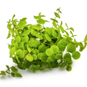 Captura de Pantalla 2025-04-06 a la(s) 20.59.58 Phyllanthus Fluitans