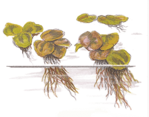 Captura de Pantalla 2025-04-06 a la(s) 21.00.05 Phyllanthus Fluitans