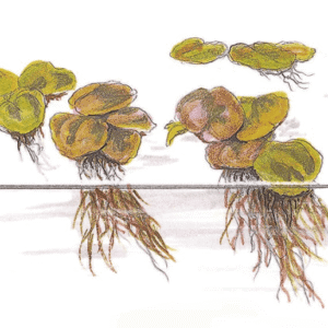 Captura de Pantalla 2025-04-06 a la(s) 21.00.05 Phyllanthus Fluitans