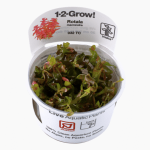 Rotala Macrandra