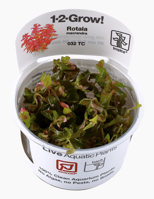 Rotala Macrandra