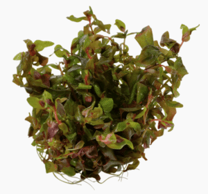 Rotala Macrandra