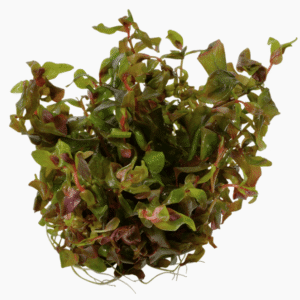 Rotala Macrandra