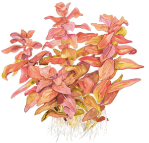 Rotala Macrandra