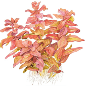 Rotala Macrandra