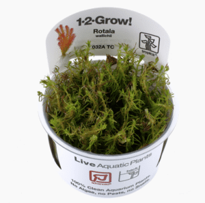 Rotala Wallichii