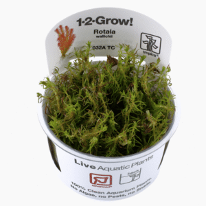 Rotala Wallichii