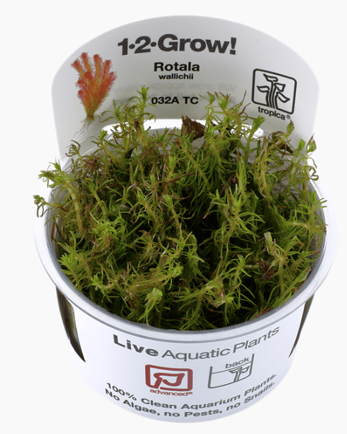 Rotala Wallichii