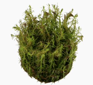 Rotala Wallichii