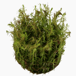 Rotala Wallichii