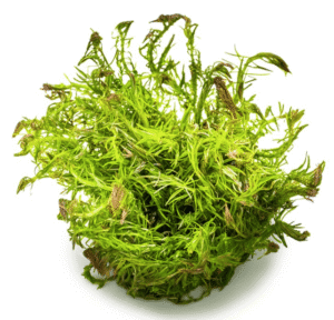 Rotala Wallichii