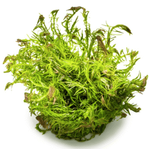 Rotala Wallichii