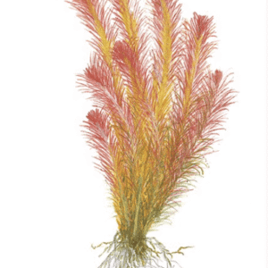 Rotala Wallichii