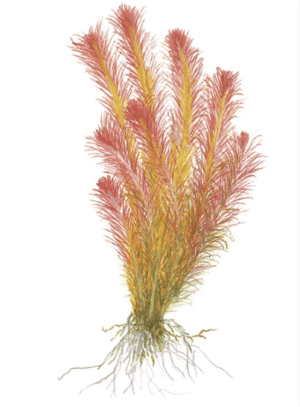 Rotala Wallichii