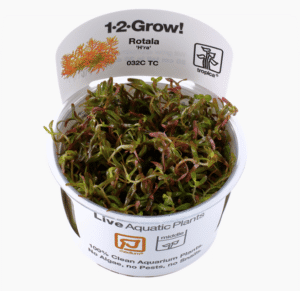 Rotala Rotundifolia 'H'ra'