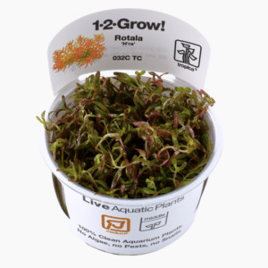 Rotala Rotundifolia 'H'ra'