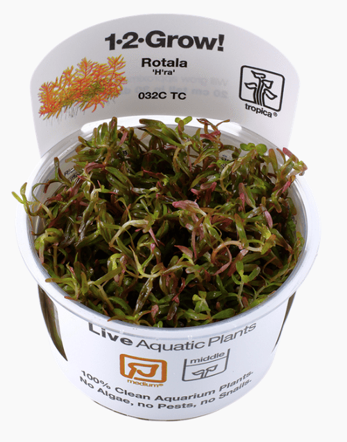 Rotala Rotundifolia 'H'ra'