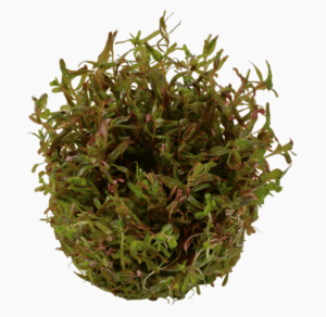 Rotala Rotundifolia 'H'ra'