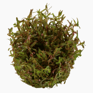 Rotala Rotundifolia 'H'ra'