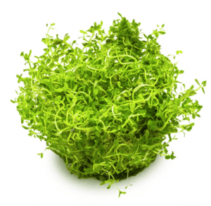 Rotala Rotundifolia 'H'ra'