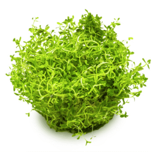 Rotala Rotundifolia 'H'ra'