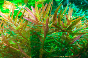 Rotala Rotundifolia 'H'ra'
