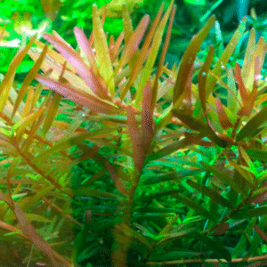 Rotala Rotundifolia 'H'ra'