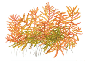 Rotala Rotundifolia 'H'ra'