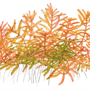 Rotala Rotundifolia 'H'ra'