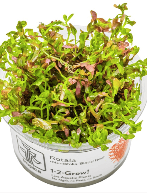 Rotala Rotundifolia 'Blood Red'