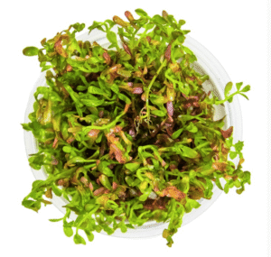 Rotala Rotundifolia 'Blood Red'