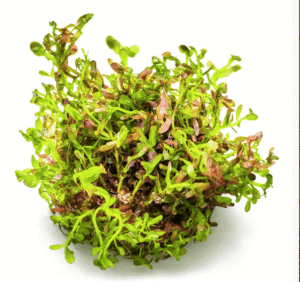 Rotala Rotundifolia 'Blood Red'