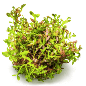 Rotala Rotundifolia 'Blood Red'