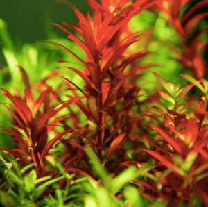 Rotala Rotundifolia 'Blood Red'