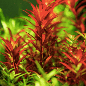 Rotala Rotundifolia 'Blood Red'