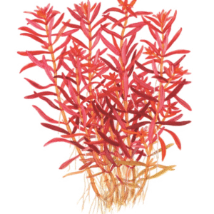 Rotala Rotundifolia 'Blood Red'