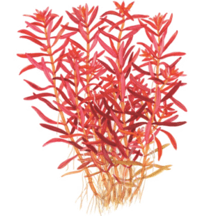 Rotala Rotundifolia 'Blood Red'