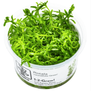 Rotala Rotundifolia 'Green'